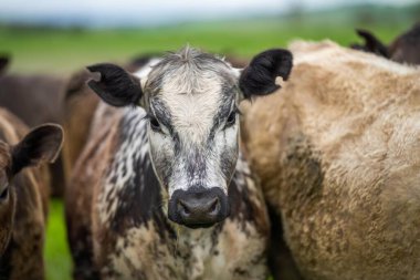 Avustralya 'da bir çiftlikte rejeneratif tarım. Toprak mikropları büyüyor.
