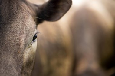 Organik bir çiftlikte et üretimi ve ot yiyen inekler