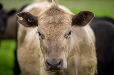Bir çiftlikte sıfır karbon emisyonu olan organik çiftlik hayvanları