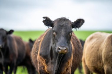 Organik bir çiftlikte et üretimi ve ot yiyen inekler