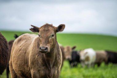 tarım teknolojisi sürdürülebilir organik gıda üretimi Amerika 'da sığır eti çiftliğinde