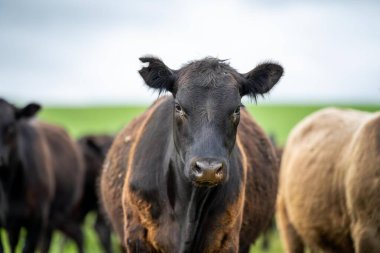 Çiftlikte biftek ve sığır eti üretimi. Çiftlikteki inekler