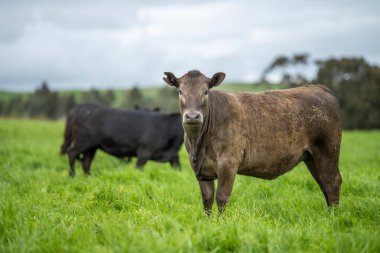 Avustralya 'da bir çiftlikte rejeneratif tarım. Toprak mikropları büyüyor.