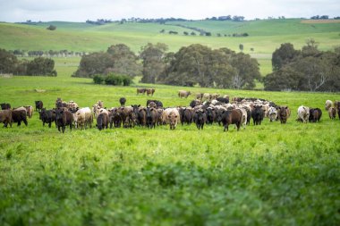 Çiftlikte biftek ve sığır eti üretimi. Çiftlikteki inekler