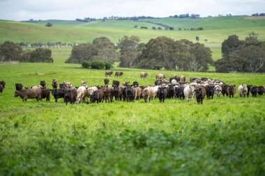 Bir çiftlikte sıfır karbon emisyonu olan organik çiftlik hayvanları