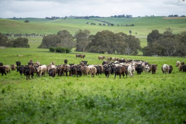Organik bir çiftlikte et üretimi ve ot yiyen inekler