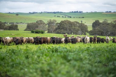 İnekler ve sığırlar çiftlikte ot yiyorlar. otlakta otlayan sığır eti 