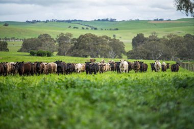 Tarladaki süt ineklerini kapatan Angus ve Murray Grey sığırları bahar ve yaz aylarında uzun otlaklar yiyorlar..