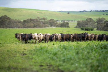 Bir çiftlikte sıfır karbon emisyonu olan organik çiftlik hayvanları