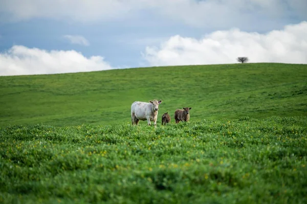 Producción Carne Rancho Ecológico Vacas Que Comen Hierba —  Fotos de Stock