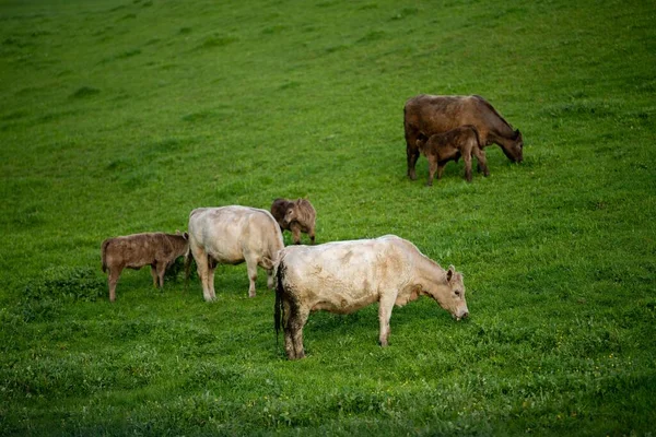 农场上的牛排和牛肉生产 牧场上的奶牛 — 图库照片