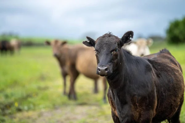 牧草地での牧草地やアンガス牛の放牧 丘の上の畑の牛草を食べ 有機栽培と再生生産 — ストック写真
