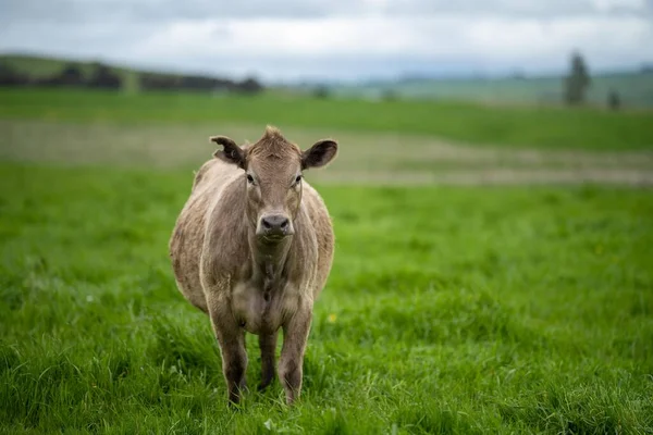 Herefords ve Angus sığırları çayırda otluyor. Tepenin tepesindeki bir tarlada inekler ot yiyor, organik yetiştirilmiş ve yenilenebilir.