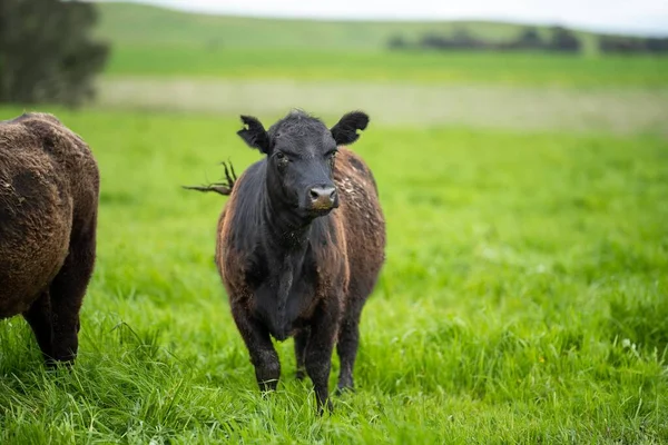 stock image agriculture technology sustainable organic food production on a cattle beef farm in america