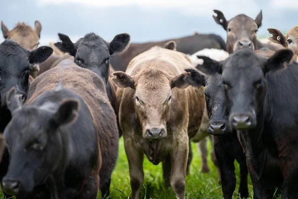Herefords Gado Angus Pastando Pasto Vacas Campo Topo Uma Colina — Fotografia de Stock