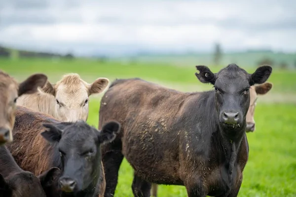 有机农场的肉类生产和吃草的奶牛 — 图库照片