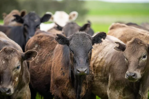 农场无碳排放的有机牲畜 — 图库照片