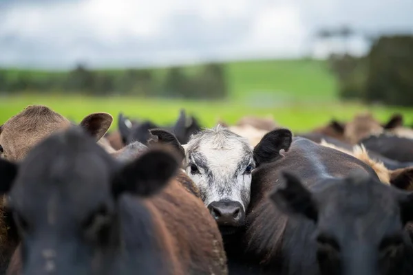 Close up of  dairy cows in the field, Angus and Murray Grey beef Cattle eating long pasture in spring and summer.