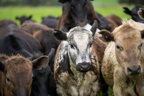 organic livestock with zero carbon emissions on a farm