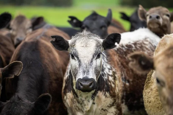 Production Viande Dans Ranch Biologique Vaches Mangeant Herbe — Photo