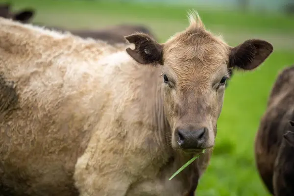 Stock image Close up of  dairy cows in the field, Angus and Murray Grey beef Cattle eating long pasture in spring and summer.