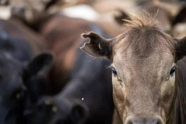 Avustralya 'da bir çiftlikte rejeneratif tarım. Toprak mikropları büyüyor.