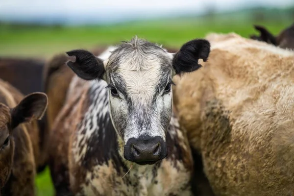 在春季和夏季 安格斯和穆雷 格雷牛在田里围观奶牛 吃着很长的牧场 — 图库照片