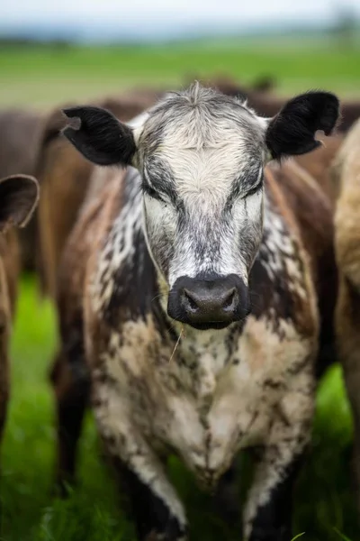 Bifes Vaca Produção Carne Bovina Uma Fazenda Vacas Rancho — Fotografia de Stock
