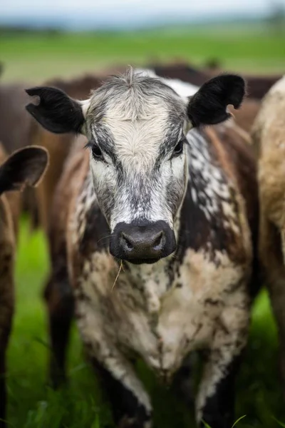 Коровы Скот Едят Траву Ферме Трава Кормит Говядину Пастбище — стоковое фото