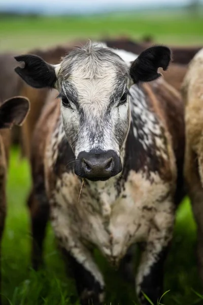 美国牛肉养殖场的农业技术可持续有机食品生产 — 图库照片