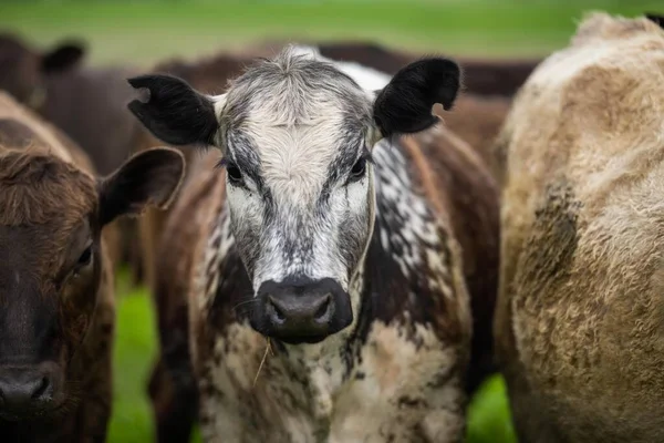 Herefords Angus Pastando Los Pastos Vacas Campo Cima Una Colina —  Fotos de Stock