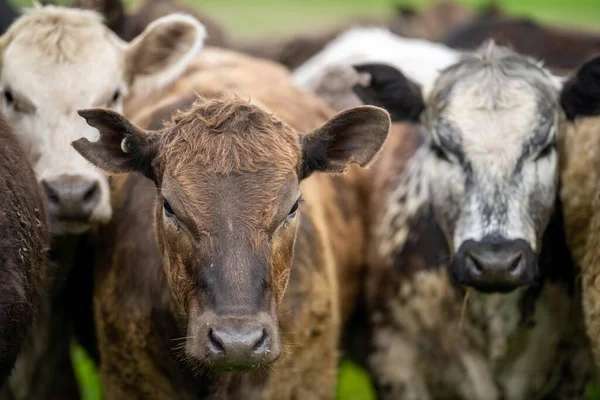 美国牛肉养殖场的农业技术可持续有机食品生产 — 图库照片