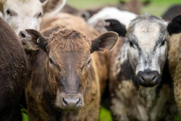 Sluiten Van Melkkoeien Het Veld Angus Murray Grijs Rundvlees Rundvee — Stockfoto