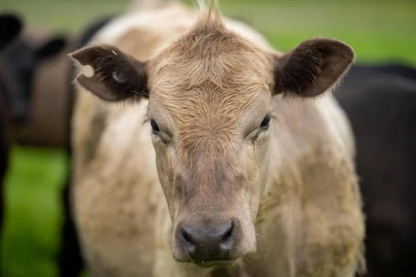 農場での牛肉ステーキと牛肉の生産 牧場の牛は — ストック写真