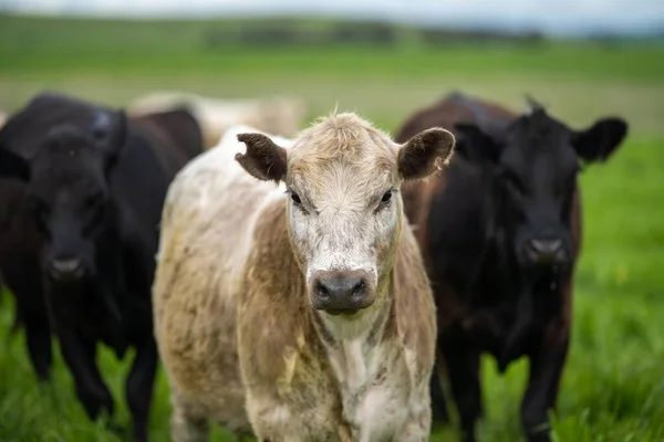 Vacas Ganado Que Comen Hierba Una Granja Pasto Alimentado Con —  Fotos de Stock
