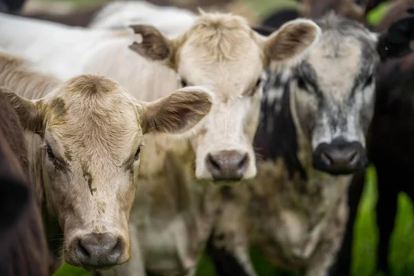 stock image Herefords and Angus cattle grazing on pasture. Cows in a field on top of a hill eating grass, farmed organic and regenerative produced