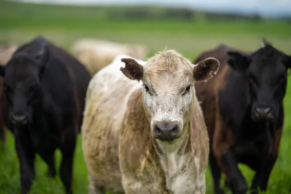 Βιώσιμη Βιολογική Παραγωγή Τροφίμων Γεωργικής Τεχνολογίας Κτηνοτροφική Μονάδα Βοοειδών Στην — Φωτογραφία Αρχείου