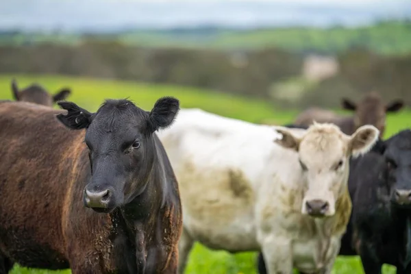 有机农场的肉类生产和吃草的奶牛 — 图库照片