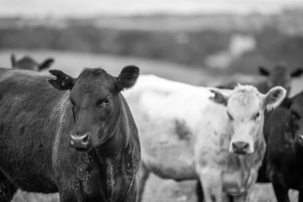 牛和牛在农场里吃草 牧草在牧场上放牧 — 图库照片