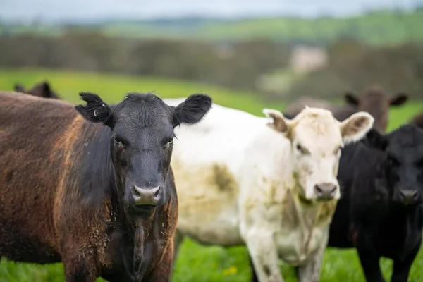 Μπριζόλες Και Παραγωγή Βοείου Κρέατος Μια Φάρμα Αγελάδες Ράντσο — Φωτογραφία Αρχείου