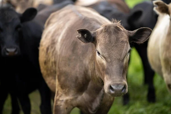 春と夏に長い牧草地を食べるフィールド アンガスとマレーグレー牛の酪農牛の閉鎖 — ストック写真