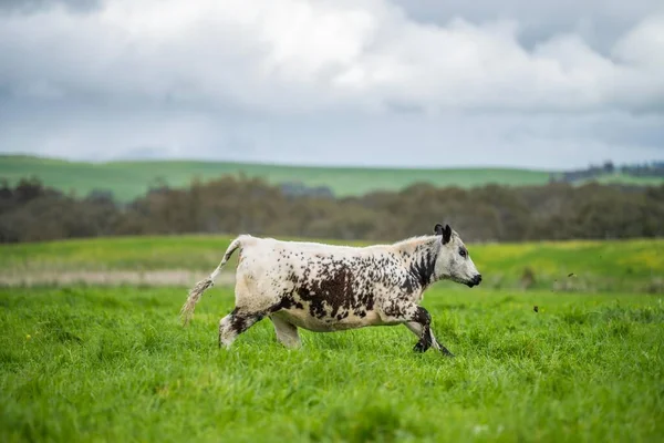 Producción Carne Rancho Ecológico Vacas Que Comen Hierba —  Fotos de Stock