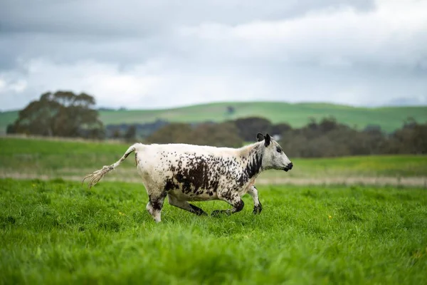 stock image beef steaks and beef production on a farm.  cows on a ranch