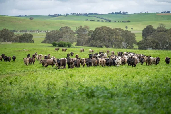 Регенеративне Сільське Господарство Фермі Австралії Вирощують Ґрунтові Мікроби — стокове фото