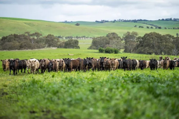 Регенеративне Сільське Господарство Фермі Австралії Вирощують Ґрунтові Мікроби — стокове фото
