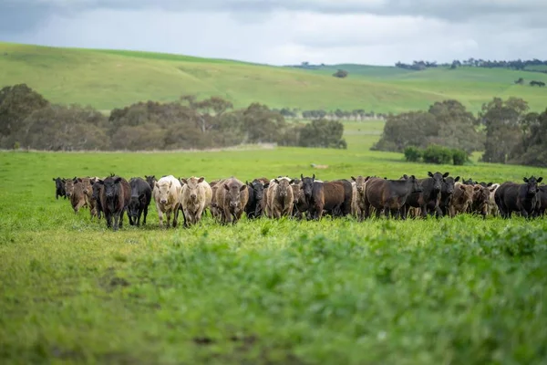 Çiftlikte biftek ve sığır eti üretimi. Çiftlikteki inekler