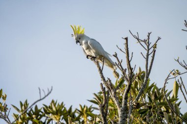 İlkbaharda ulusal bir parkta ağaçta tünemiş beyaz papağan.