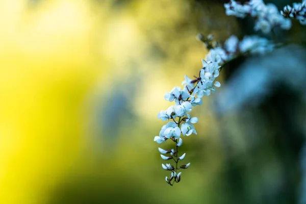 Άνθος Δέντρων Την Άνοιξη Λευκά Λουλούδια Μεγαλώνουν Ιθαγενείς Θάμνοι — Φωτογραφία Αρχείου