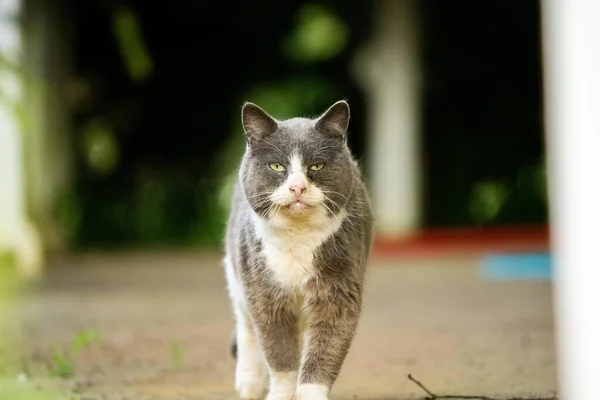 Hässliche Katze Schaut Die Kamera Graue Und Weiße Katze Weißer — Stockfoto
