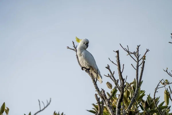一只白色的鹦鹉栖息在国家公园的一棵树上 — 图库照片